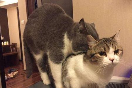 母猫没有生理期？——关于猫咪的7个性知识秘密