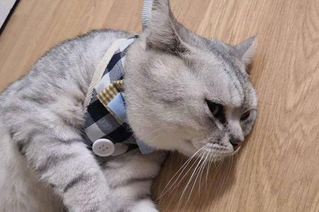 母猫没有生理期？——关于猫咪的7个性知识秘密