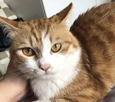 母猫没有生理期？——关于猫咪的7个性知识秘密