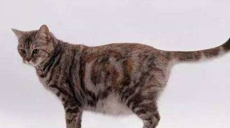 母猫没有生理期？——关于猫咪的7个性知识秘密