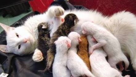 母猫没有生理期？——关于猫咪的7个性知识秘密
