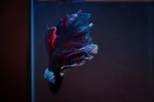 狗狗总挠痒痒？可能是过敏在作怪，狗狗总挠痒痒是怎么回事-派特超人-宠物