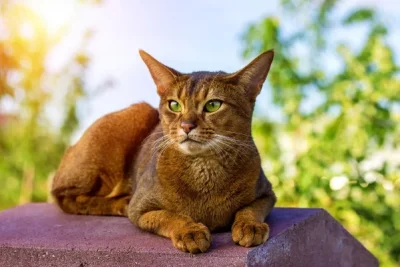 冬季猫咪健康指南：防范三种常见疾病-派特超人-宠物
